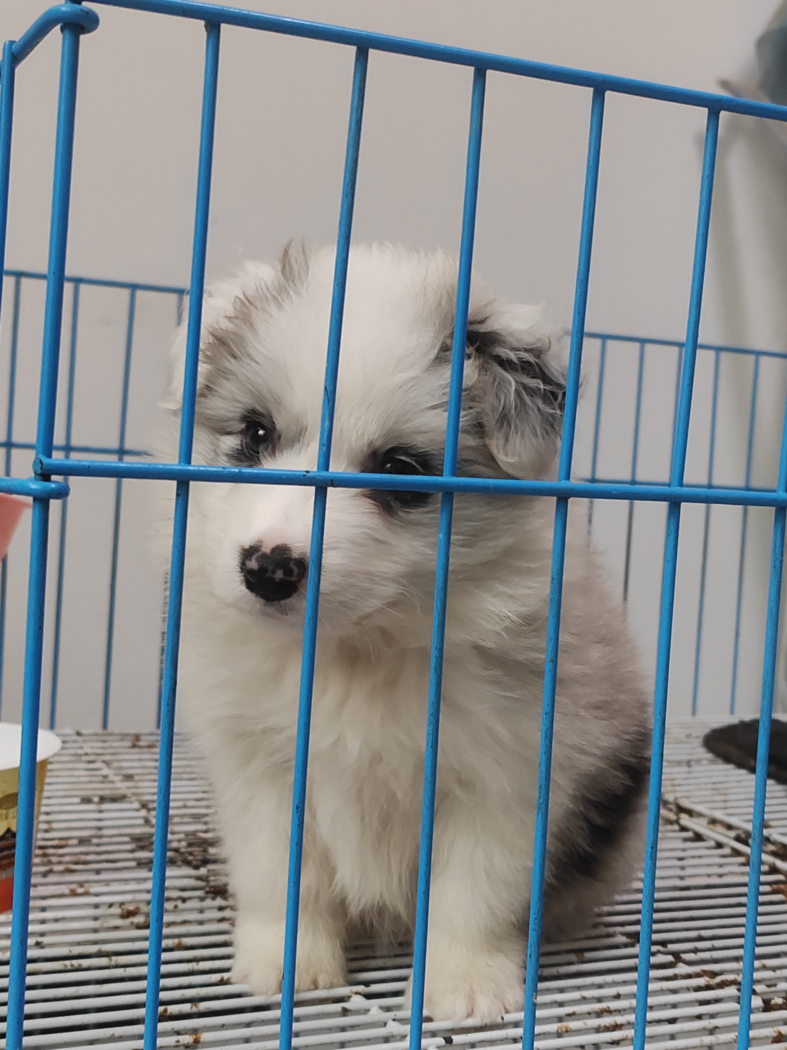 边牧 陨石边牧妹妹